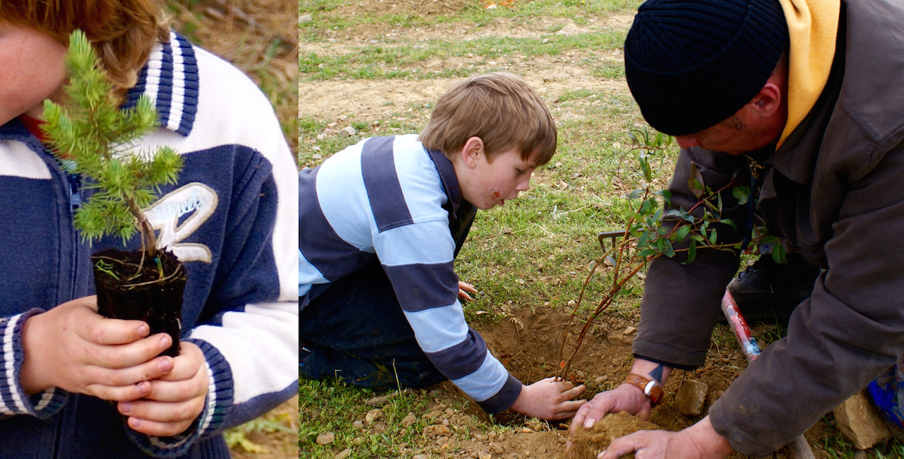 Planting a tree